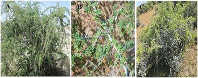 Distinguishing features of Lycium L. species (family Solanaceae) distributed in Egypt based on their anatomical, metabolic, molecular, and ecological characteristics